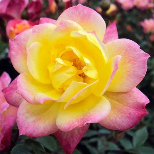 Vendita, rose miniatura, lillipuziane - giallo - rosa - Rosa Baby Masquerade® - rosa non profumata - Mathias Tantau, Jr. - ,-